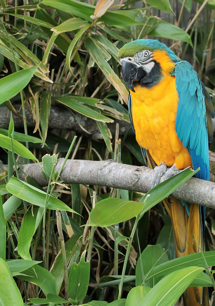 parrot, macaw, bird, tropical, colorful, wildlife, feather