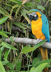 papiga, Ara, ptica, tropskih, pisane, prosto živeče živali, pero