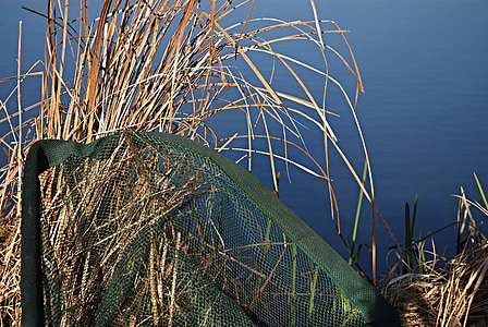 Rybolov keser, suché reed, vody, modrá, rybník, južné Čechy, vodnou hladinou