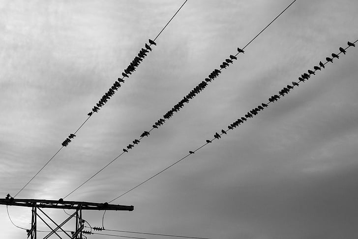 línies d'energia, ocells, cel, ennuvolat, gris, blanc i negre, electricitat