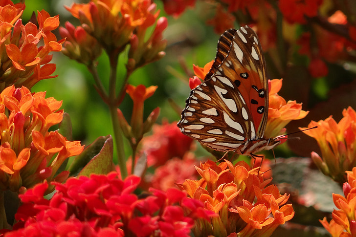 fleur de papillon, fleurs, nature, insecte