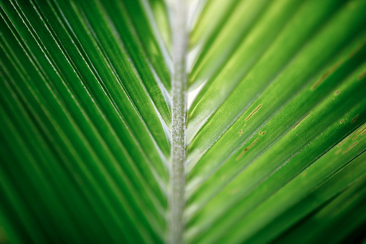 kókuszdió levél, Palm, trópusi, zöld, levél, zöld színű, páfránylevél