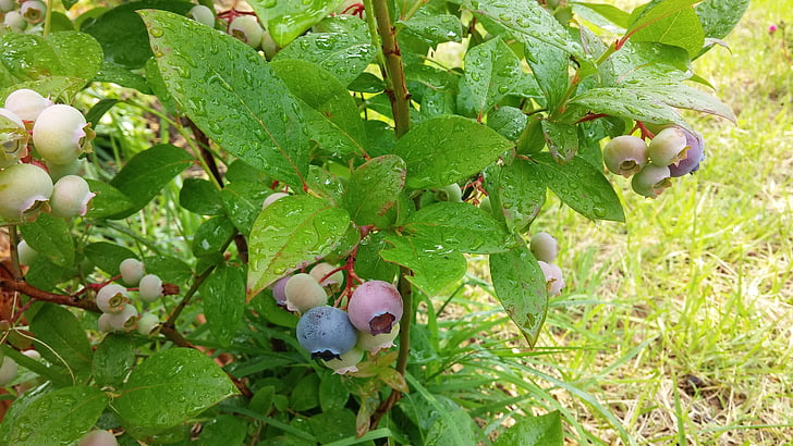 Blueberry, kayu, alam, musim semi, buah, Makanan, matang