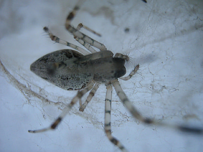 Spinne, Arachnid, Web, Arachnophobia