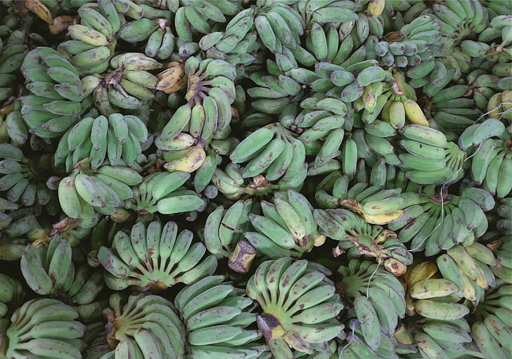 žalia, geltona, neprinokę, bananų, s, plantanus, bananų