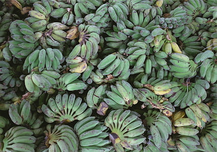 green, yellow, unripe, banana, s, plantains, bananas