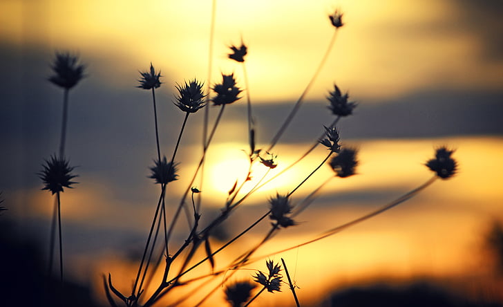 gaismas, dabas fotografēšana, Nature wallpaper-Download Photo, augi, debesis, saules gaismā, saullēkts