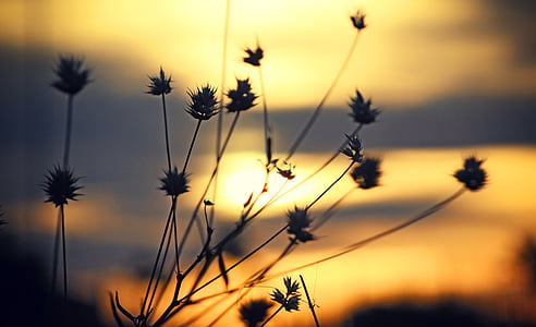 gaismas, dabas fotografēšana, Nature wallpaper-Download Photo, augi, debesis, saules gaismā, saullēkts