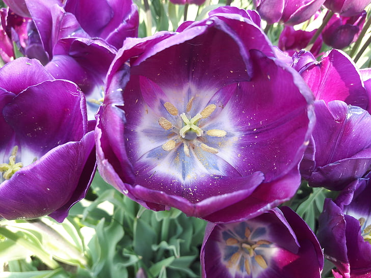 lilla, Tulipaner, blomst