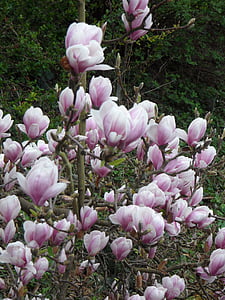 Magnolia, mekar, merah muda, bunga, musim semi