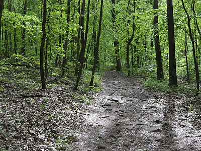 Woods, zielony, drzewa, ścieżka, Park, lasu, pieszo
