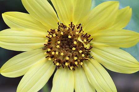 květ, žlutá, Detailní záběr, žluté květy, Příroda, jaro, květinové