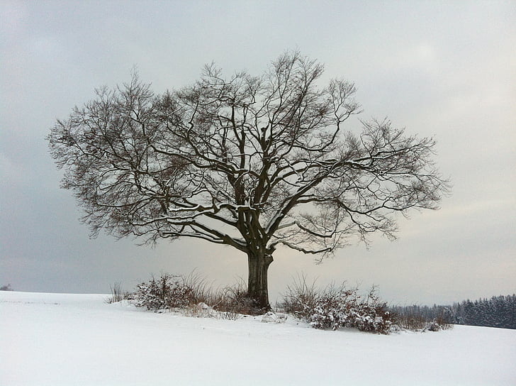 arbre, l'hivern, natura, neu, hivernal, fred, blanc