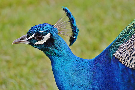 peacock, bird, poultry, feather, bill, nature, pride