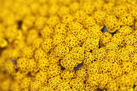 flowers, close up, macro, yellow, nature, plant, spring