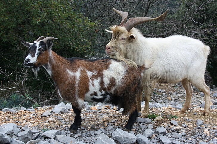 chèvres, animaux, sauvage, chèvre des montagnes Rocheuses, Créature :, mammifère, nature