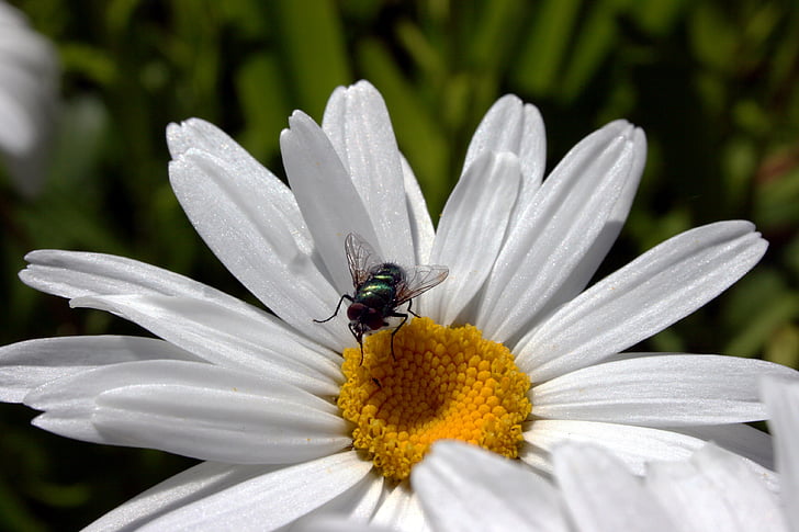 fly, marguerite, flora, nature, summer, insect, blossom