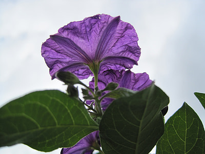 картофельный куст цветок, цветок, фиолетовый, нежный, Полупрозрачный, Буш картофеля