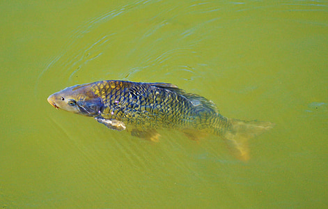 carp, fish, appear, swim, pond, water, water surface