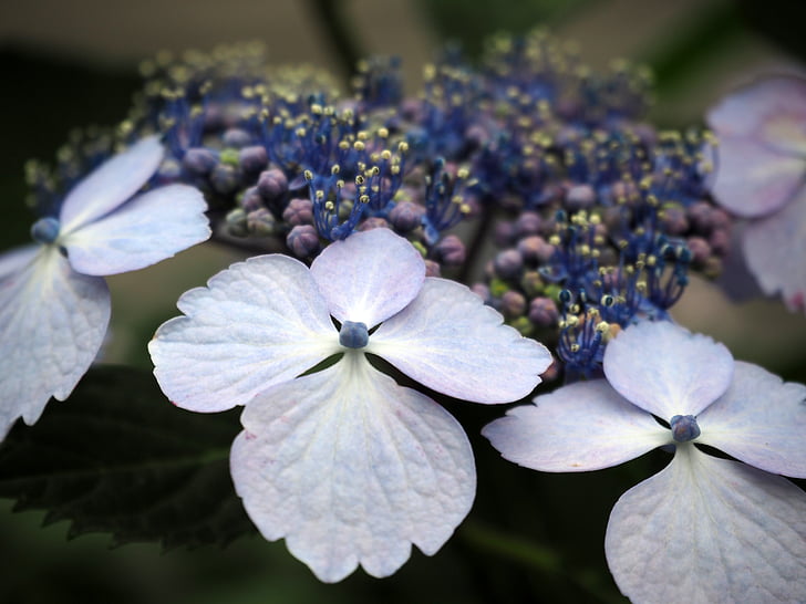 Hortensja, hortensje, kwiaty, roślina, niebieski, niebieskie kwiaty, Natura