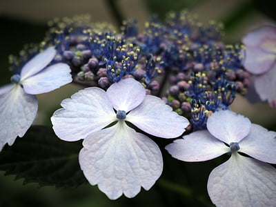 hydrangea, hydrangeas, flowers, plant, blue, blue flowers, nature