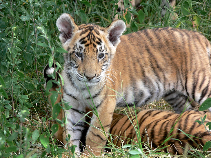 Tiger, Cub, Orange, Stripes, vilda, vilda djur, vilda djur