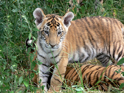 老虎, 幼崽, 橙色, 条纹, 野生, 野生动物, 野生动物