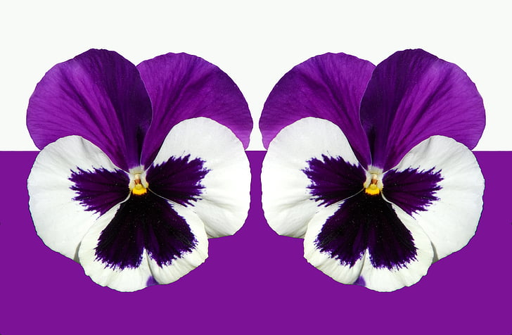 pansy, violet, purple, light, blossom, bloom, flower