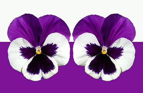 Pansy, Violet, fialová, svetlo, kvet, kvet, kvet