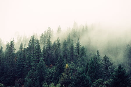 pine, trees, covered, fogs, daytime, forest, nature