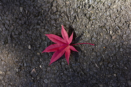 rot, Ahorn, Blatt, Blätter, Herbst, Natur, Naturfotografie