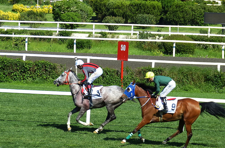 gallop, sport, competition, istanbul, turkey, ride, horse