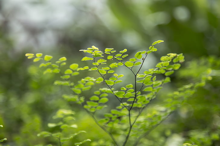 μικροσκοπικό, φύλλα, Βοτανικός, πράσινο, φύλλο, φύση, μικρό