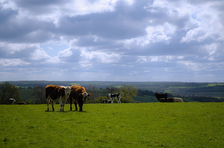 Inglaterra, Norte, Yorkshire, vaca, vacas, paisagem, grama