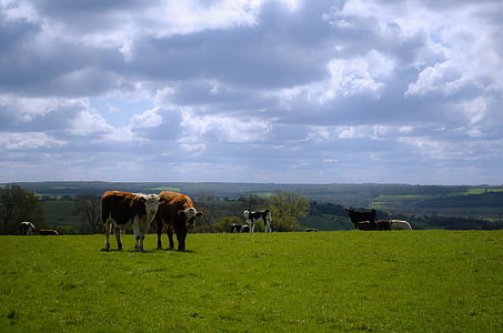 Anglia, északi, Yorkshire, tehén, tehenek, táj, fű