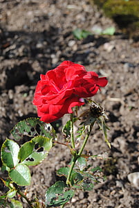priroda, Ros, cvijet, Crveni, biljka