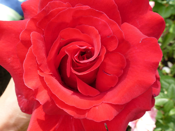 Rose, fleurs, décor, amour, plante, romantique