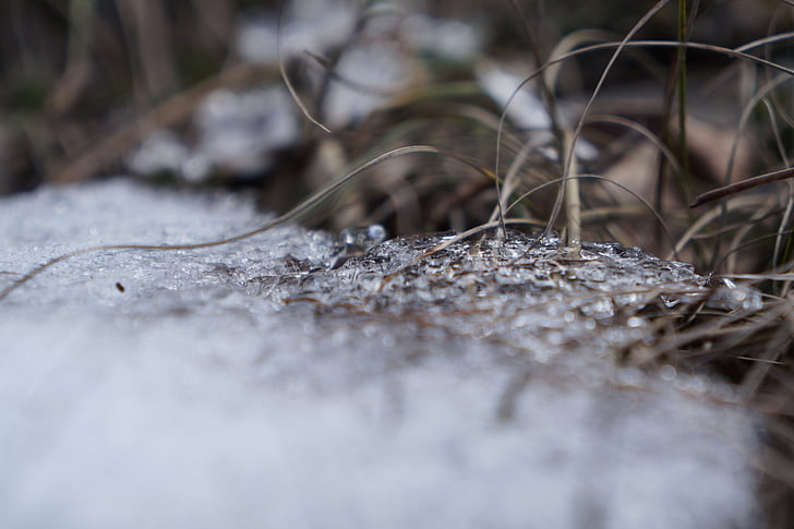 śnieg, makro, trawa, Natura