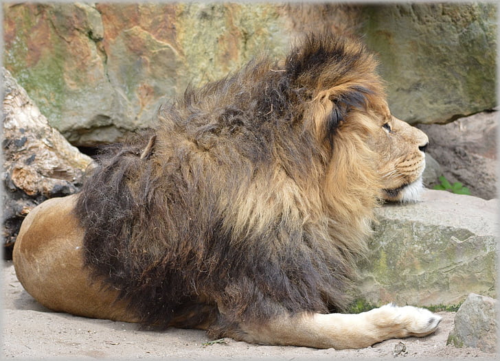 Lleó, lleona, vida silvestre, caçador, animal, animals, zoològic