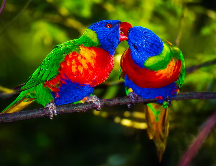 papagoid, paari, lind, Värvid, Värviline, paar, nokkimise