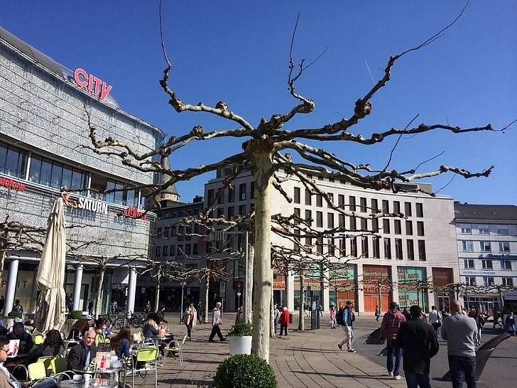 germany, tree, city, sunny, old, europe
