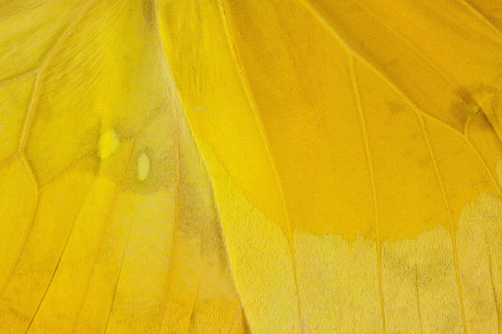 fjäril, exotiska, Sydamerika, Amazon, skala, Wing skalor, gul