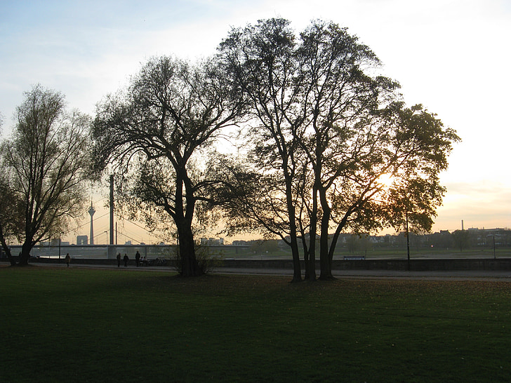 árbol, puesta de sol, naturaleza, Rin, Düsseldorf