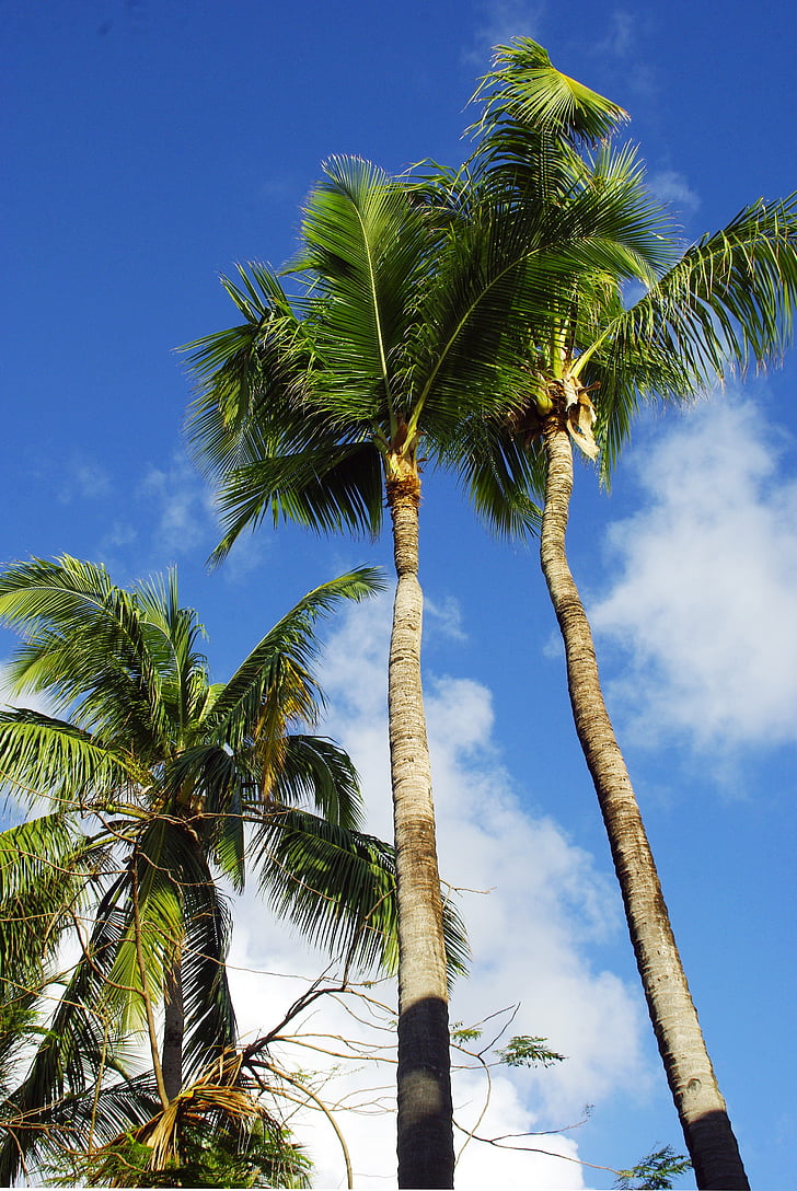 Dominik Cumhuriyeti, Punta cana, plaj, Hindistan cevizi ağaçları, tatil, Sahil, Karayipler