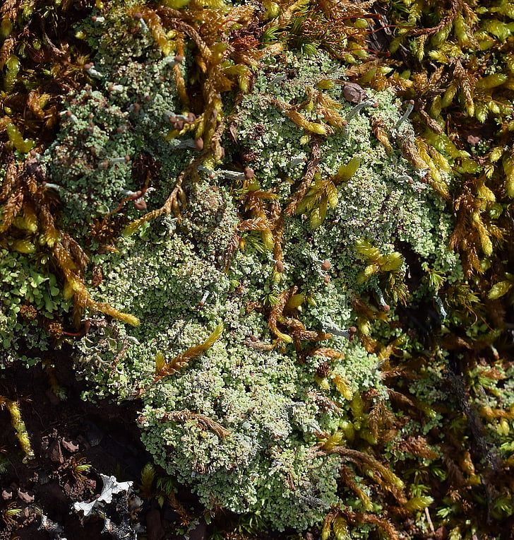 lichens and moss on forest floor, lichen, symbiotic, cyanobacteria, fungi, nature, green