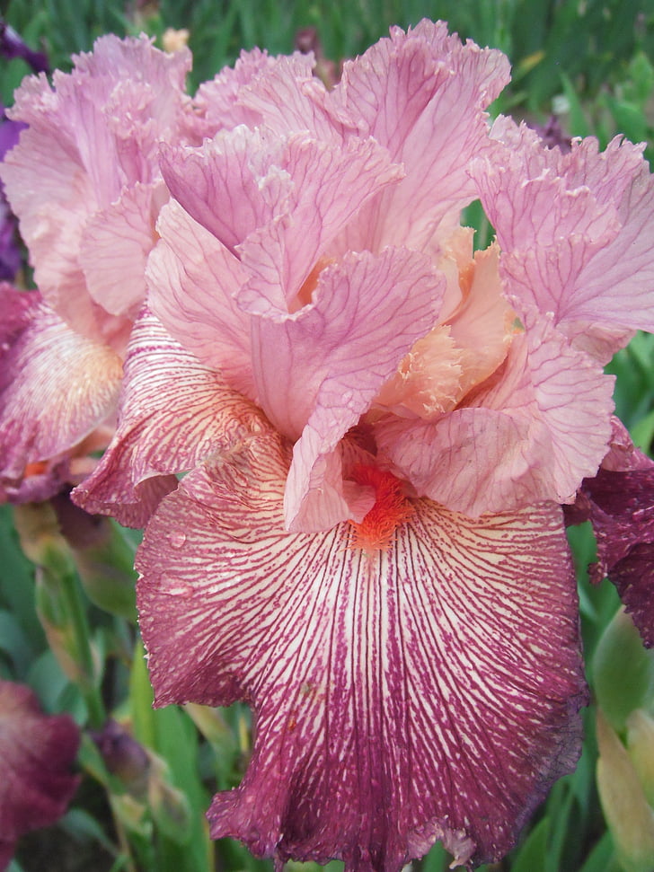 bunga, Iris, iris Jerman