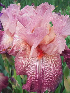 blommor, Iris, tyska iris