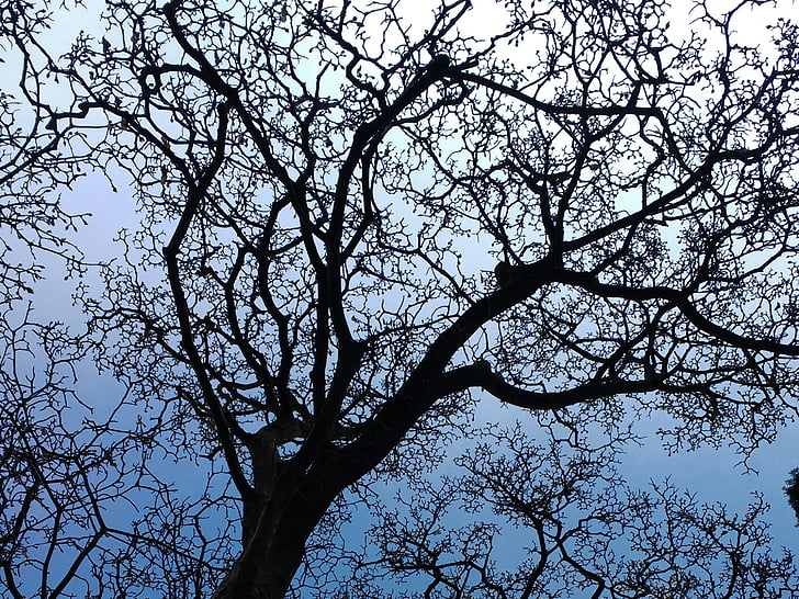 aesthetic, silhouette, branches, close, pattern