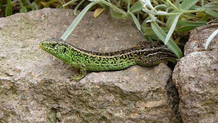 sand lizard, lizard, cold blooded animals, reptile, nature, male