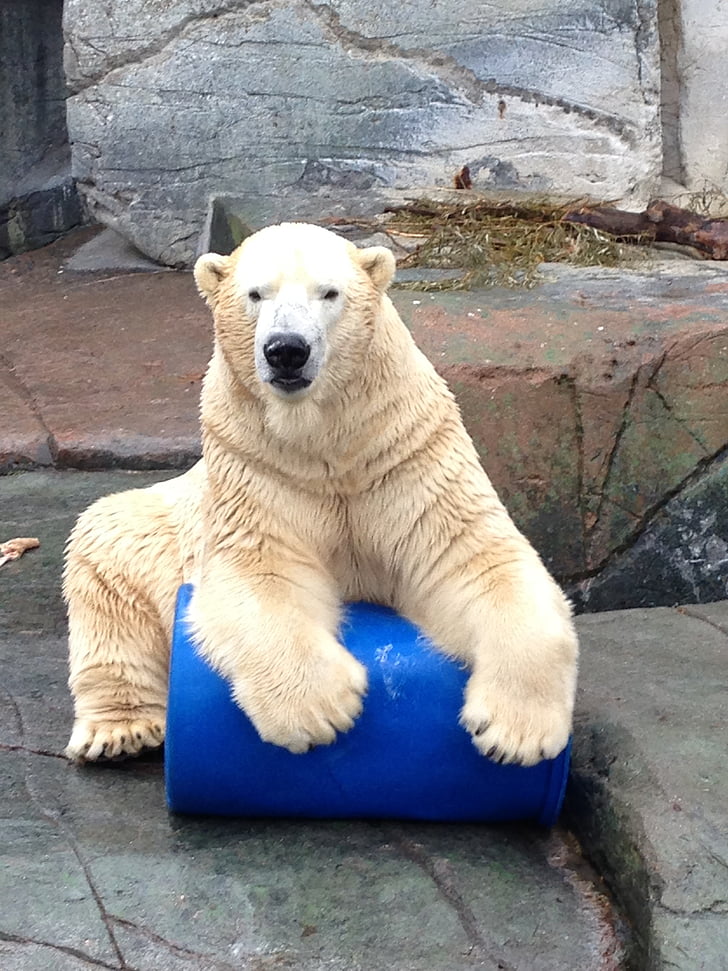 ice bear, play, polar bear, zoo